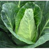 Jungpflanzen Spitzkohl (Auslieferung ab 01.05.2026)