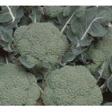 Jungpflanzen Brokkoli (Auslieferung ab 01.05.2026)