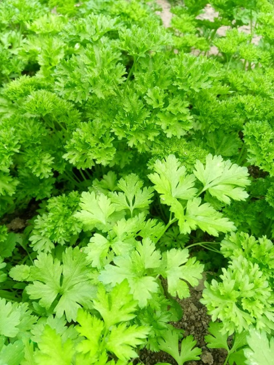 Petersilie aus eigenem Bio-Anbau