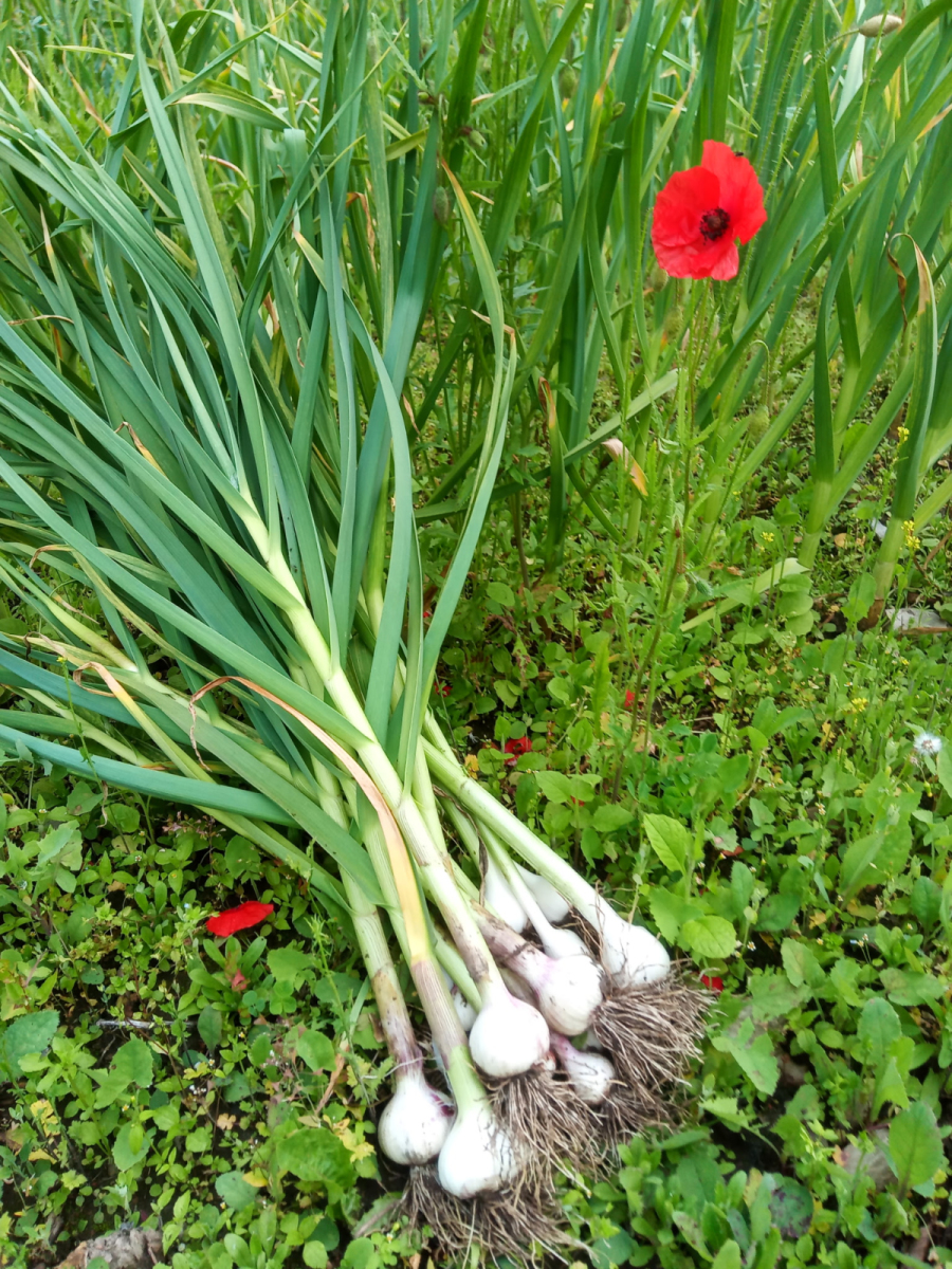 Knoblauch aus eigenem Bio-Anbau