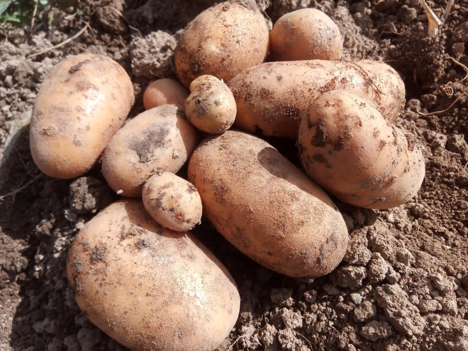Frühkartoffeln aus eigenem Bio- Anbau, Allians