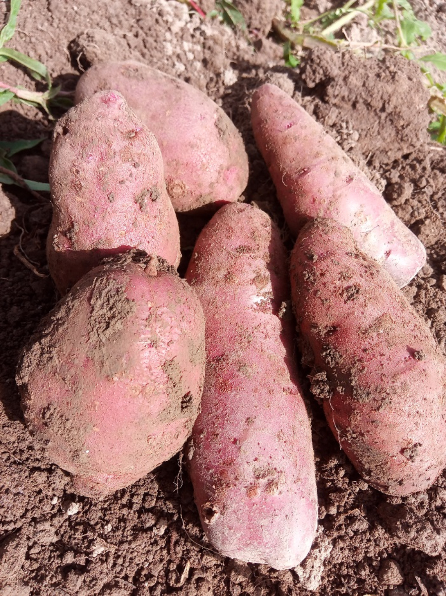 Kartoffeln aus eigenem Bio- Anbau, rotschalige Laura