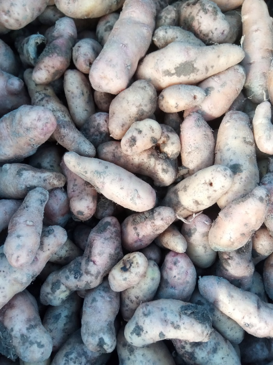 Hensdroper Hörnla aus eigenem Bio-Anbau