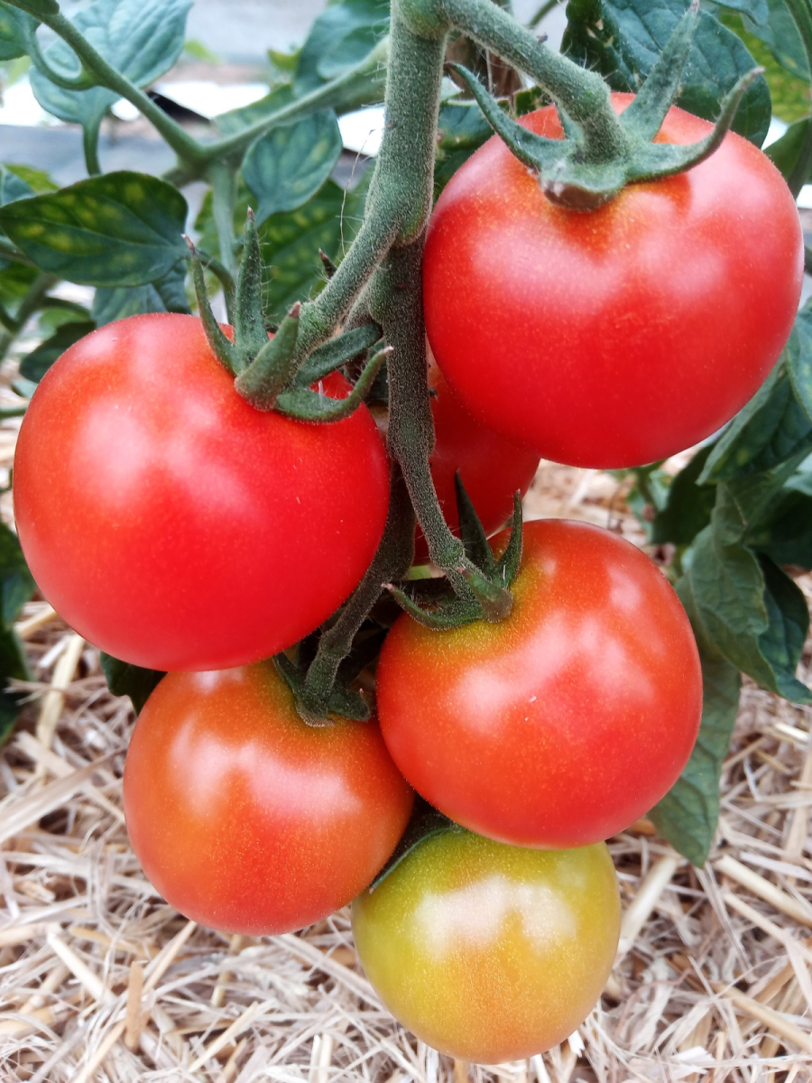 Rispentomate aus eigenem Bio-Anbau