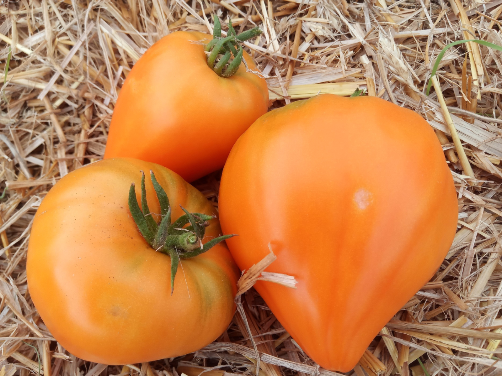Fleischtomate aus eigenem Bio-Anbau