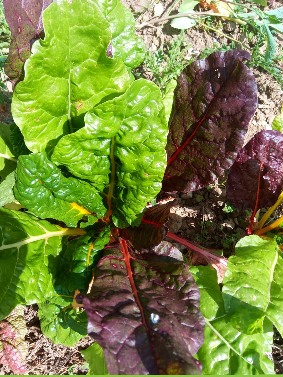 Mangold aus eigenem Bio-Anbau