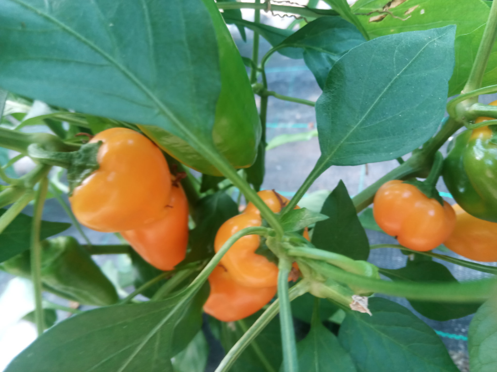 Snackpaprika aus eigenem Bio-Anbau