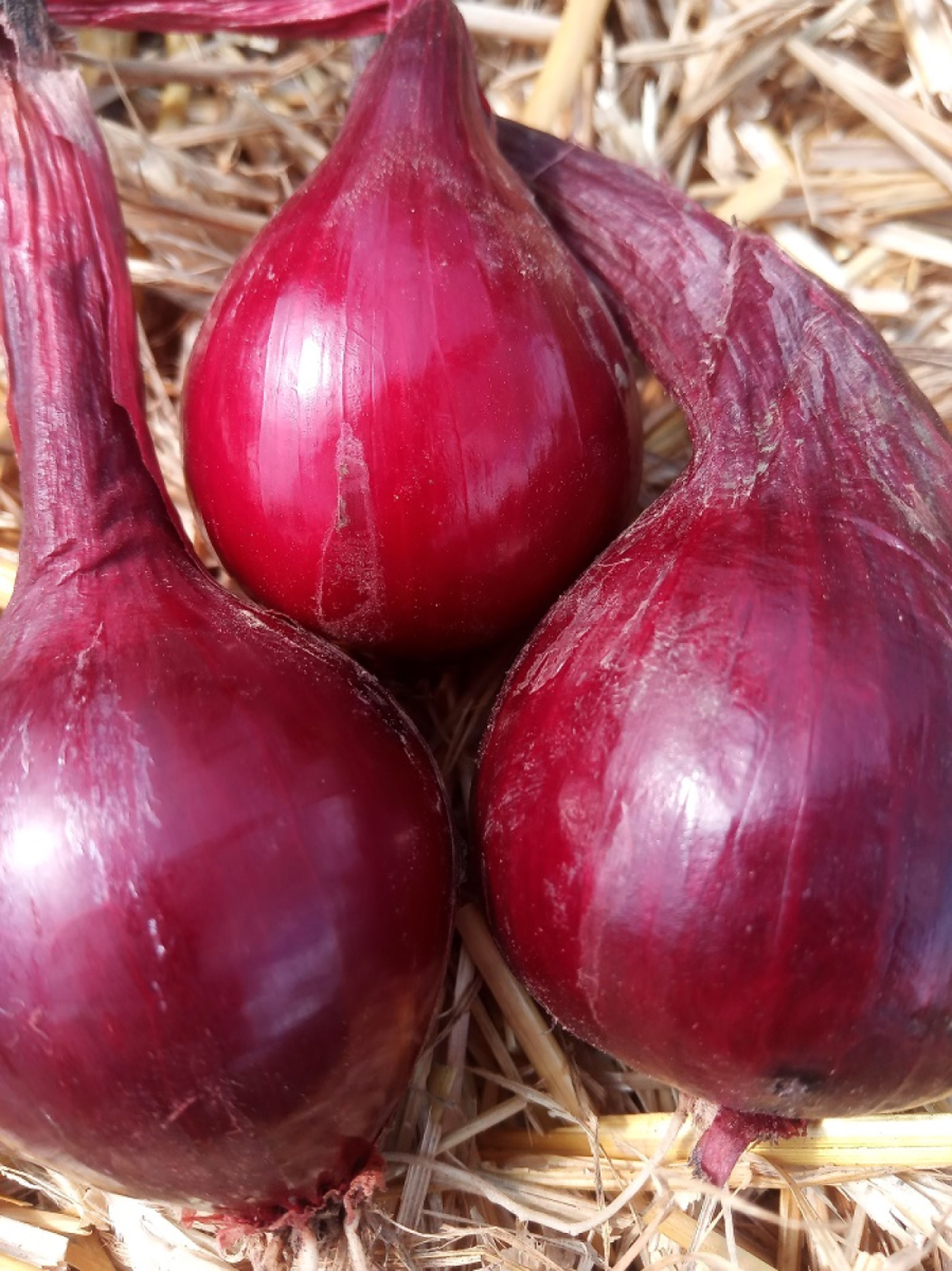 Zwiebeln rot aus eigenem Bio-Anbau