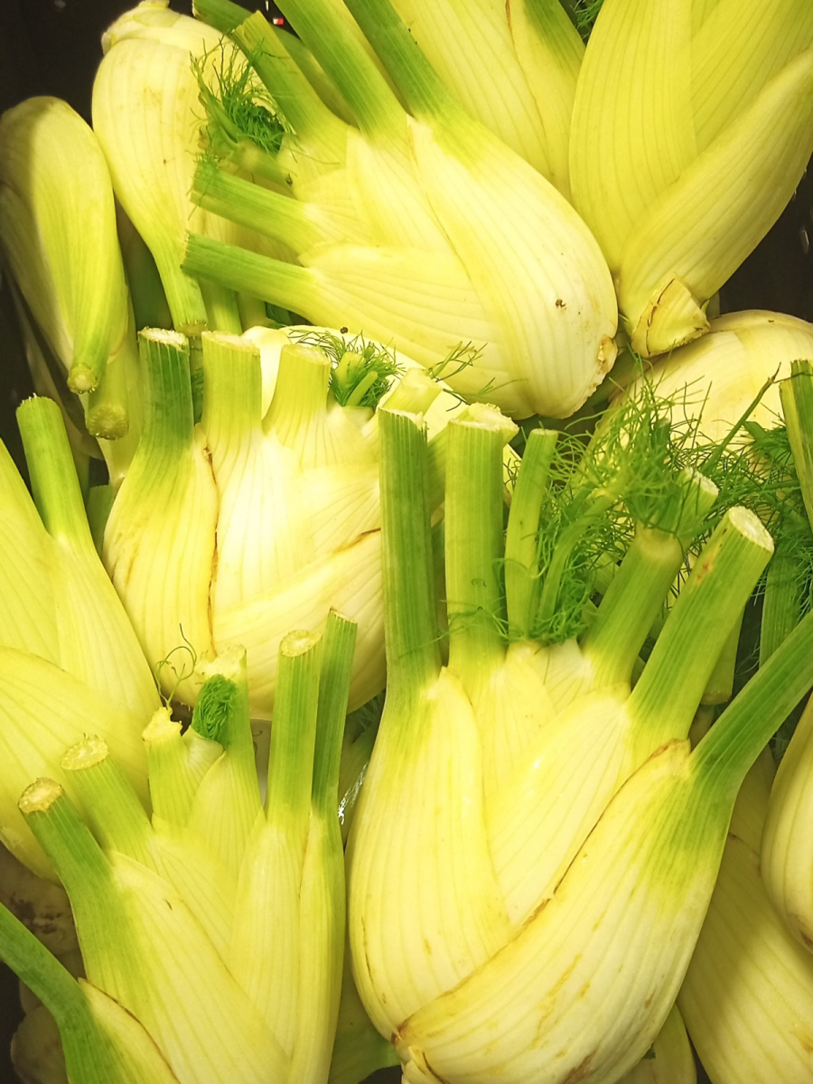 Fenchel aus eigenem Bio-Anbau
