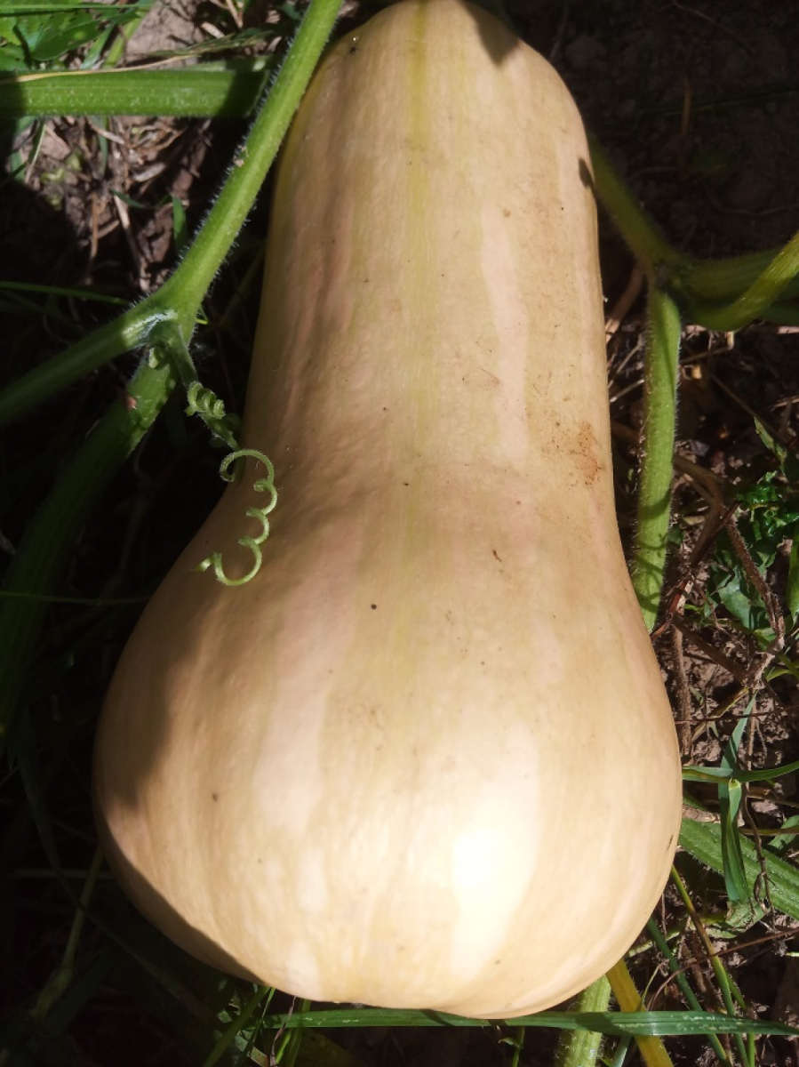 Kürbis Butternut aus eigenem Bio-Anbau