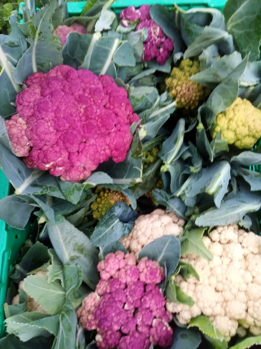 Blumenkohl aus eigenem Bio-Anbau