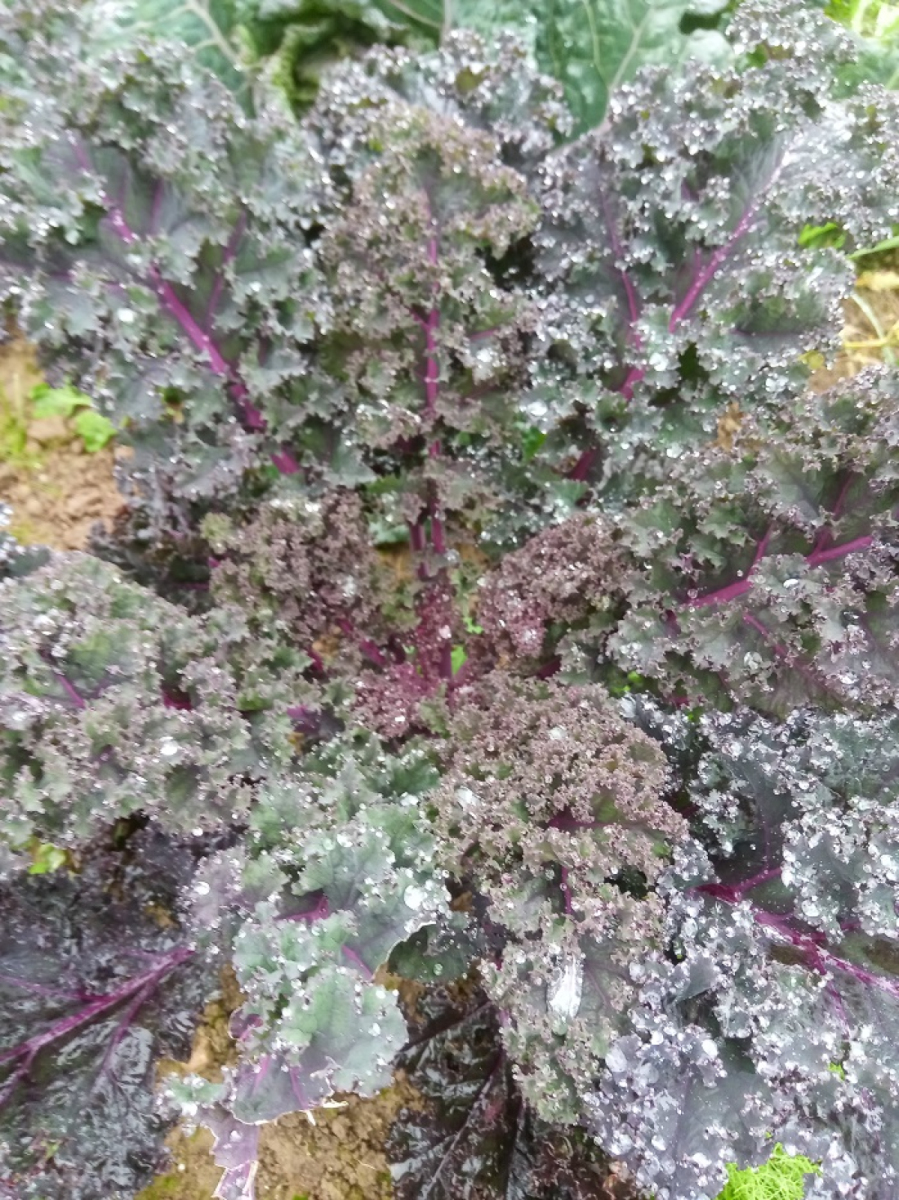 Grünkohl rot aus eigenem Bio-Anbau