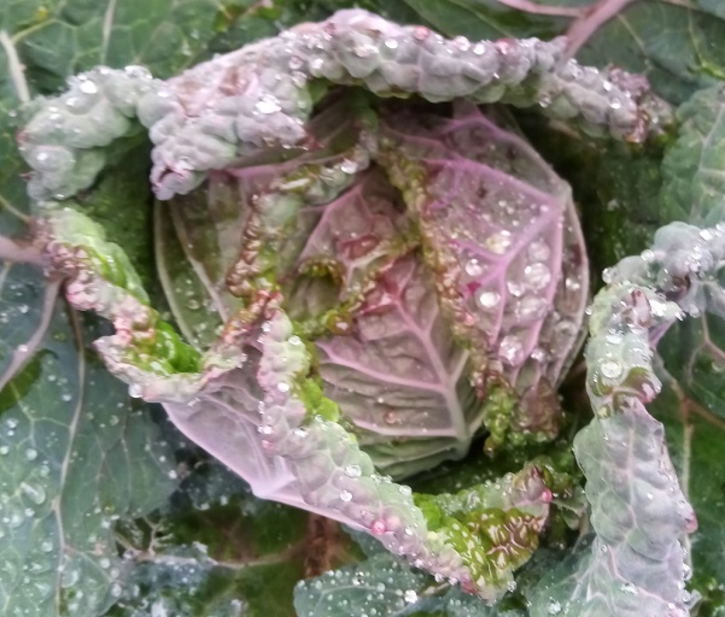 Wirsing violett aus eigenem Bio-Anbau