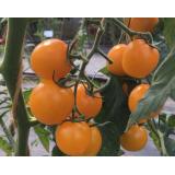 Jungpflanzen Tomaten gelb rund (Auslieferung ab 01.05.2026)