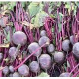 Jungpflanzen Rote Bete (Auslieferung ab 01.05.2026)