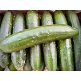 Landgurke aus eigenem Bio-Anbau