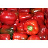 Paprika rot