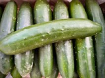 Landgurke aus eigenem Bio-Anbau