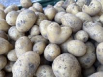 Frühkartoffeln aus eigenem Bio-Anbau, Annabelle