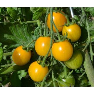 Jungpflanzen Cherry-Tomaten Sunviva gelb (Auslieferung ab 01.05.2026)