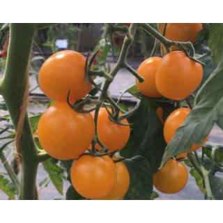 Jungpflanzen Tomaten gelb rund (Auslieferung ab 01.05.2016)