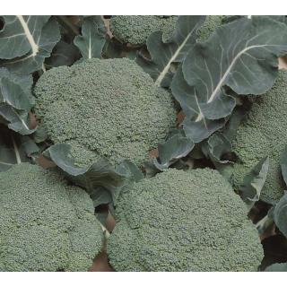 Jungpflanzen Brokkoli (Auslieferung ab 01.05.2026)