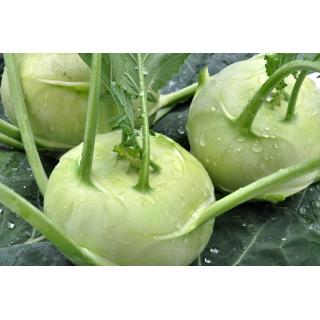Kohlrabi aus eigenem Bio-Anbau