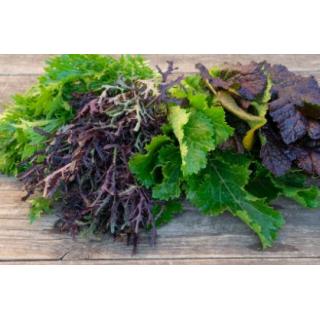Asiasalat aus eigenem Bio-Anbau