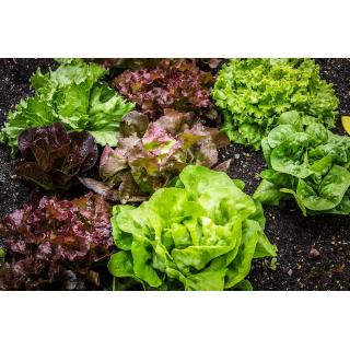 Salat versch. Sorten aus eigenem Bio-Anbau