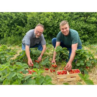 Erdbeeren 2,50 kg aus eigenem Bio-Anbau