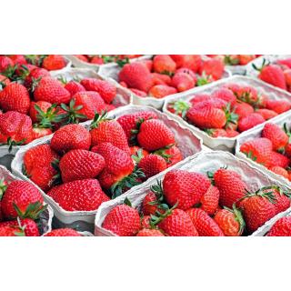 Erdbeeren 500g aus eigenem Bio-Anbau