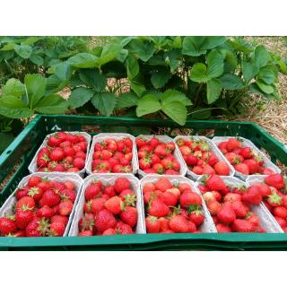 Erdbeeren 500g aus eigenem Bio-Anbau