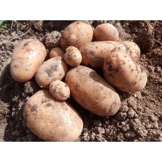 Frühkartoffeln aus eigenem Bio- Anbau, Allians