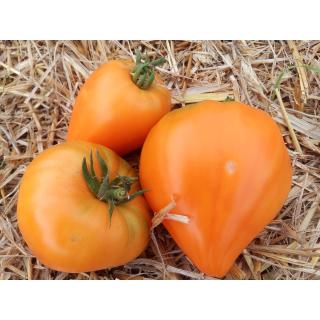 Fleischtomate aus eigenem Bio-Anbau