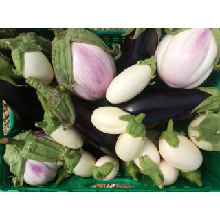 Aubergine aus eigenem Bio-Anbau