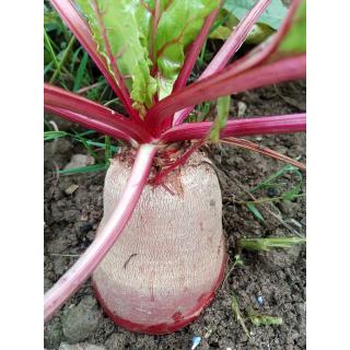 Rote Bete aus eigenem Bio-Anbau