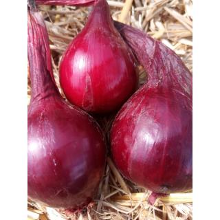 Zwiebeln rot aus eigenem Bio-Anbau