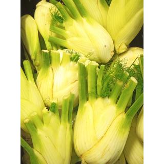 Fenchel aus eigenem Bio-Anbau