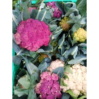 Blumenkohl aus eigenem Bio-Anbau