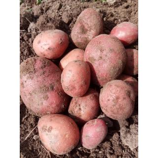 Frühkartoffel aus eigenem Bio-Anbau, Heiderot