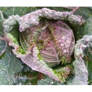 Wirsing violett aus eigenem Bio-Anbau