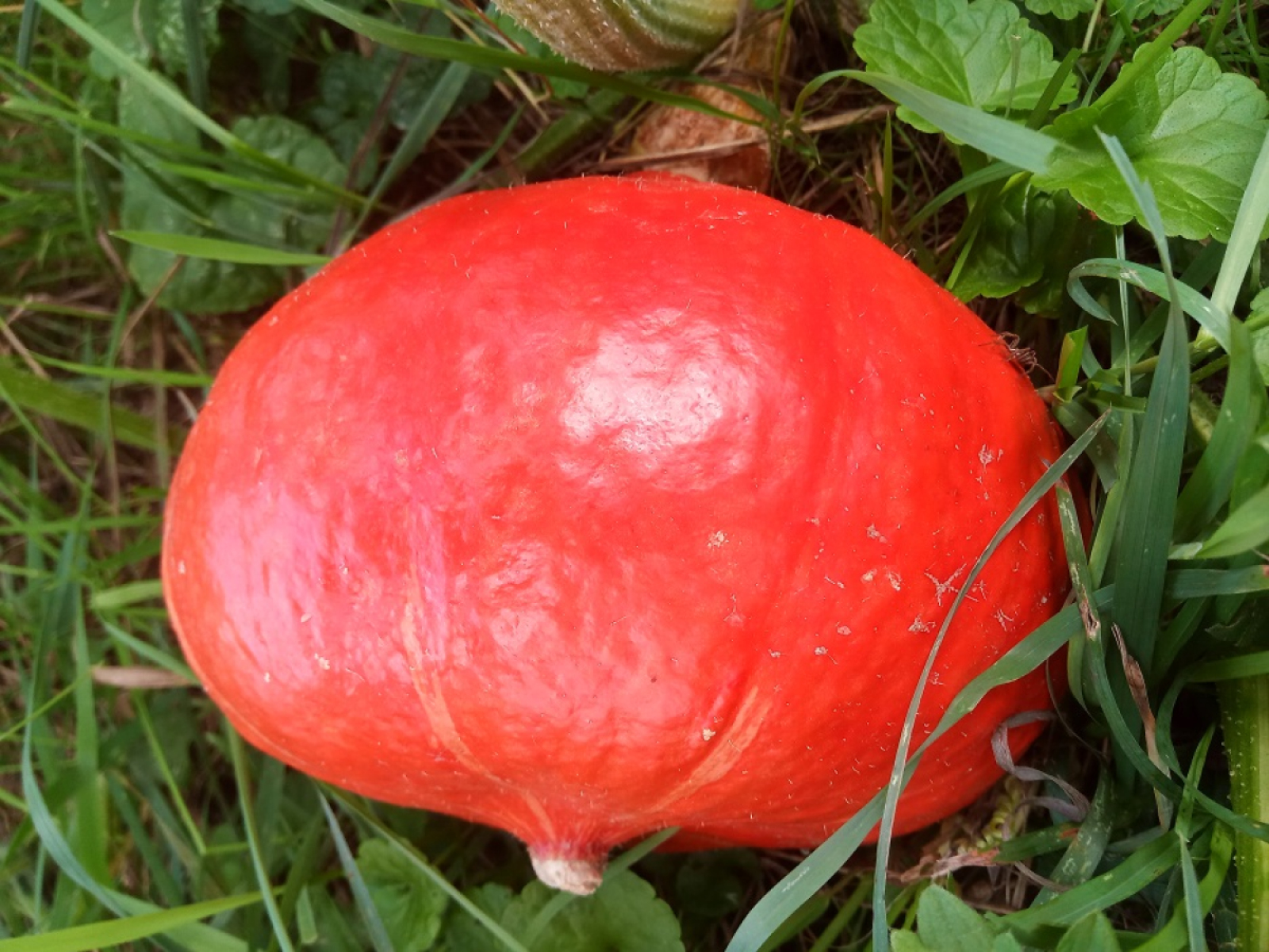 Hokkaido Kürbis aus eigenem Bio-Anbau