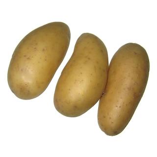 Frühkartoffeln aus eigenem Bio-Anbau
