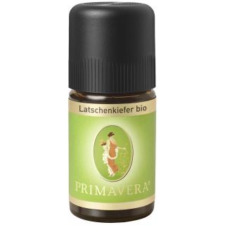 Latschenkiefer