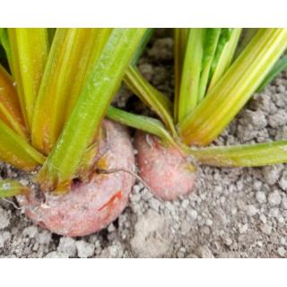 Gelbe Bete aus eigenem Bio-Anbau